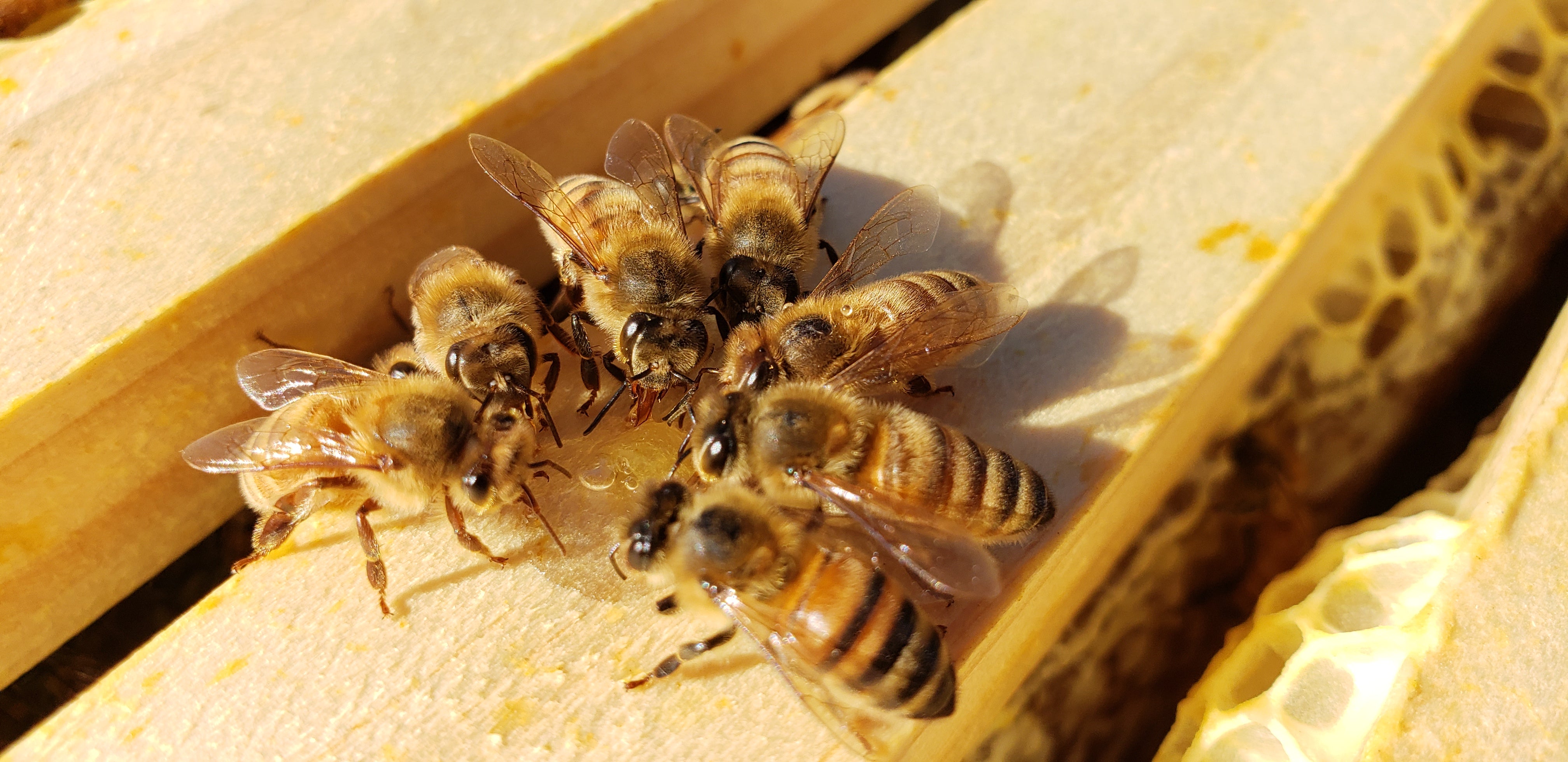 2BeeKPers - Varietal Honey, Honeycomb, Beeswax Products, & Gift